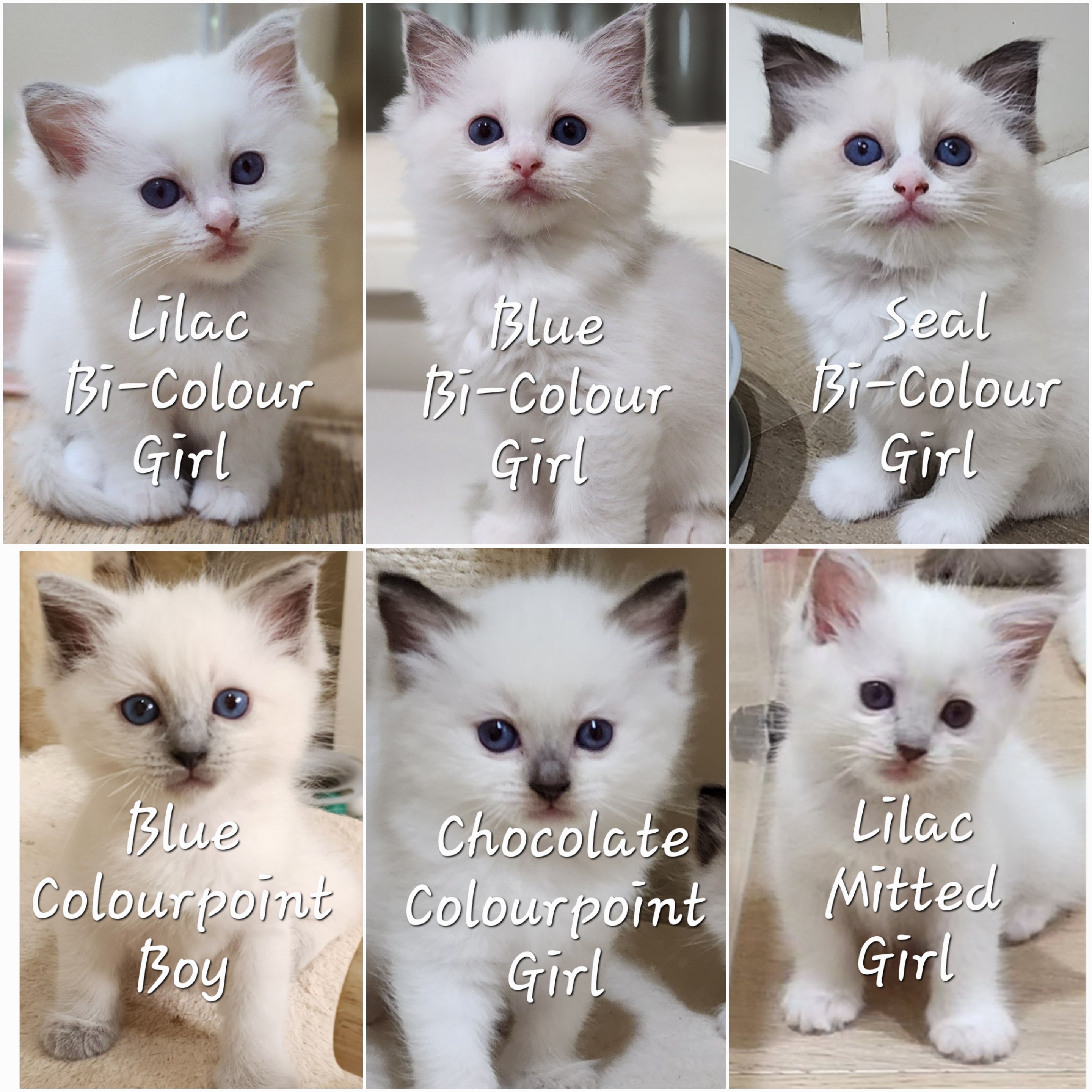 Silver Blue Ragdoll Blue Colourpoint Ragdoll